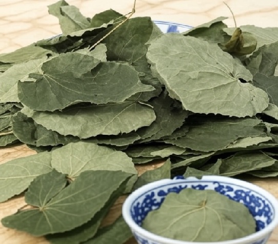 Epimedium Leaf Chinese Herb