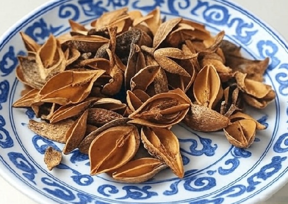 Forsythia Fruit