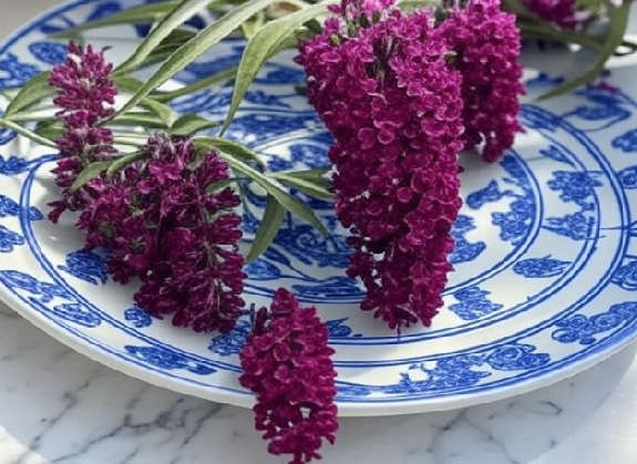 Buddleja Flower