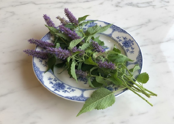 Agastache Chinese Herb