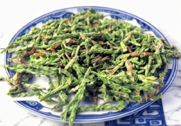 Oriental Arborvitae Leaf